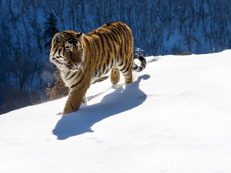Tigre de Sibérie