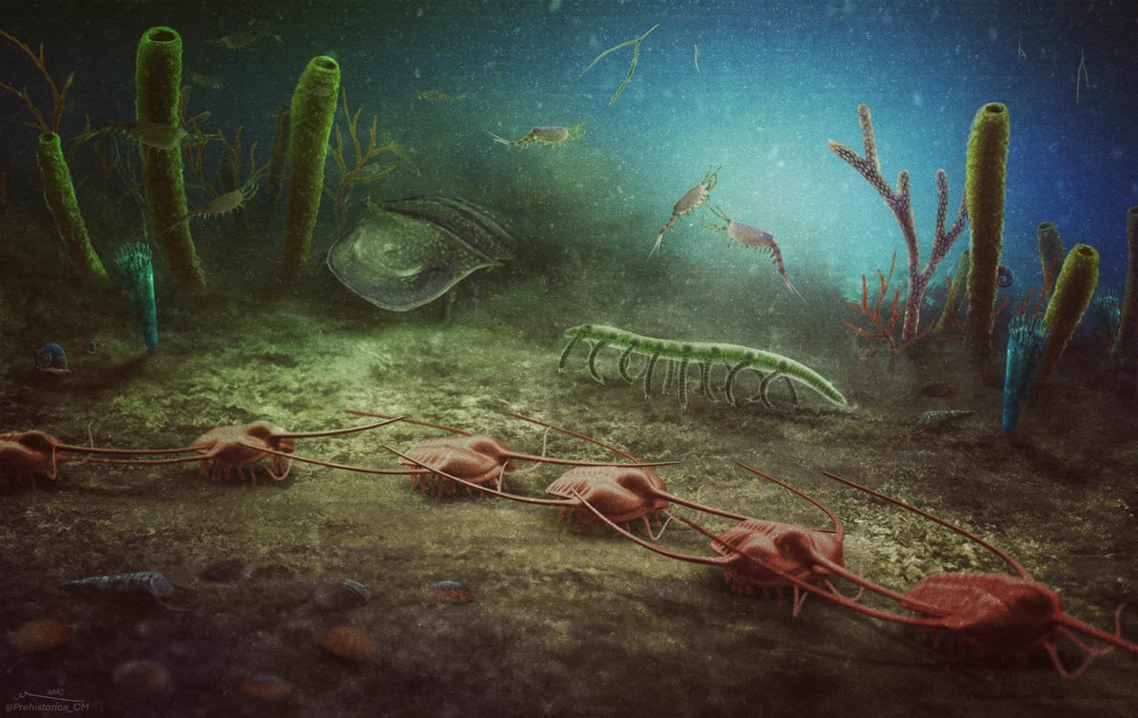 Site fossilifère (reconstitution artistique) dans la montagne Noire (Aude, France), il y a 470 millions d'années.