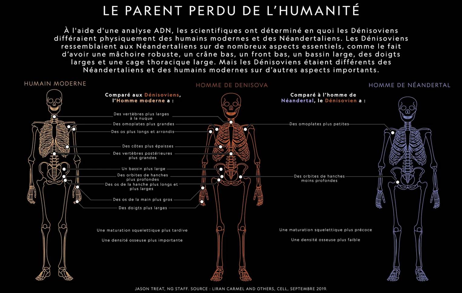Comparatif des squelettes entre un homme moderne, un dénisovien et un néandertalien.