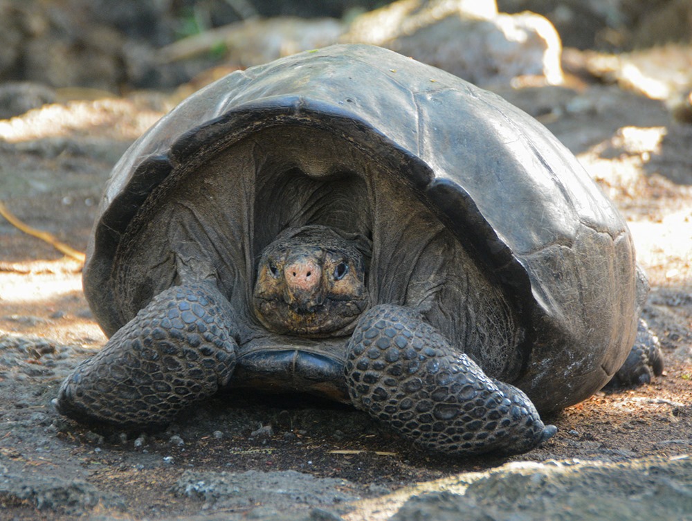 Tortue terrestre