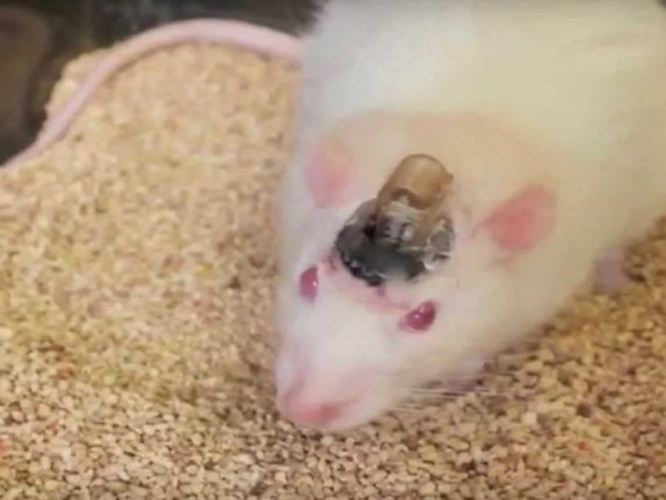 Cerveau du rat sous contrôle