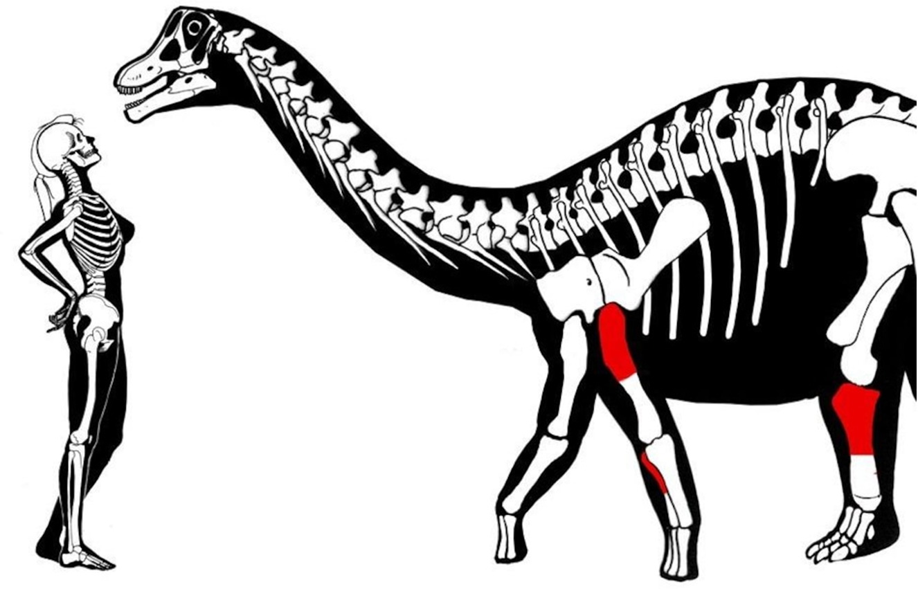 Yamanasaurus lojaensis & Homo sapiens